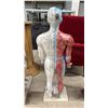 Image 4 : HUMAN ACUPUNCTURE MODEL