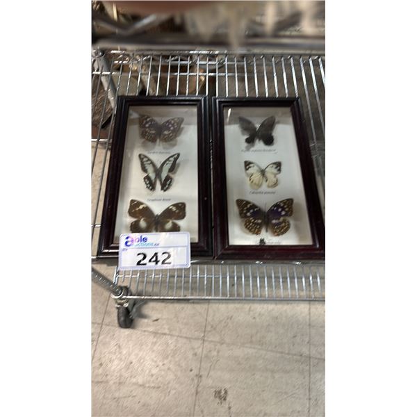 (2) FRAMED BUTTERFLY COLLECTIONS