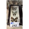Image 2 : (2) FRAMED BUTTERFLY COLLECTIONS