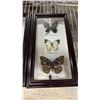 Image 3 : (2) FRAMED BUTTERFLY COLLECTIONS