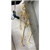 Image 3 : SMALL SKELETON MODEL WITH STAND *NEED SOME REPAIR*