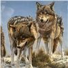 Image 2 : John Seerey Lester Ltd. Editon Print "High Ground Wolves" - #484/950  (Triple Matted in a 36" X 28"