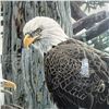 Image 2 : Rod Frederick Ltd. Edition Print "The Nesting Call" #270/1000 (33.5" X 42.5")