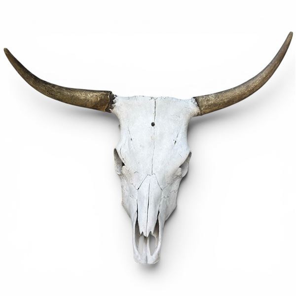 Genuine 27" Cow Skull Display