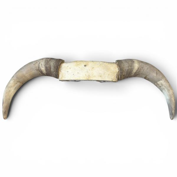 Genuine 27.5" Steer Horns Display