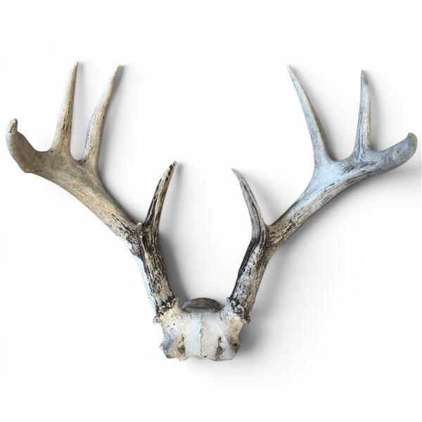Genuine 8-Point White Tail Deer Antlers - 15"