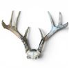 Image 1 : Genuine 8-Point White Tail Deer Antlers - 15"