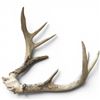 Image 2 : Genuine 8-Point White Tail Deer Antlers - 15"