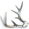 Image 3 : Genuine 8-Point White Tail Deer Antlers - 15"