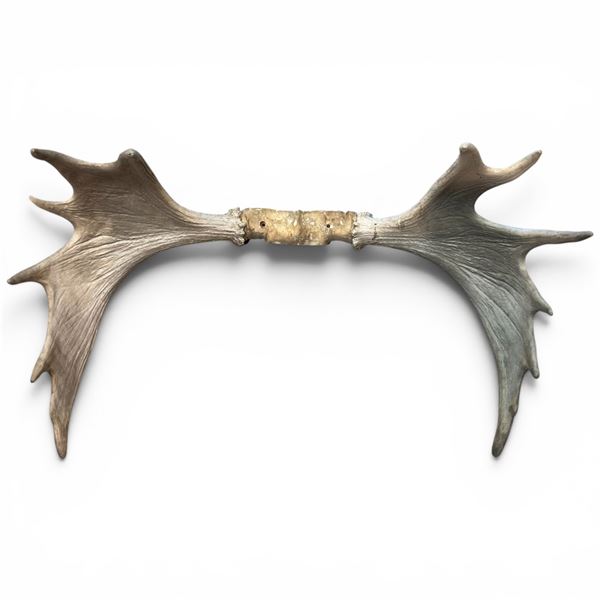 Moose Antlers European Mount 9 Point 30" Spread