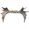 Image 1 : Moose Antlers European Mount 9 Point 30" Spread
