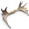 Image 2 : Moose Antlers European Mount 9 Point 30" Spread