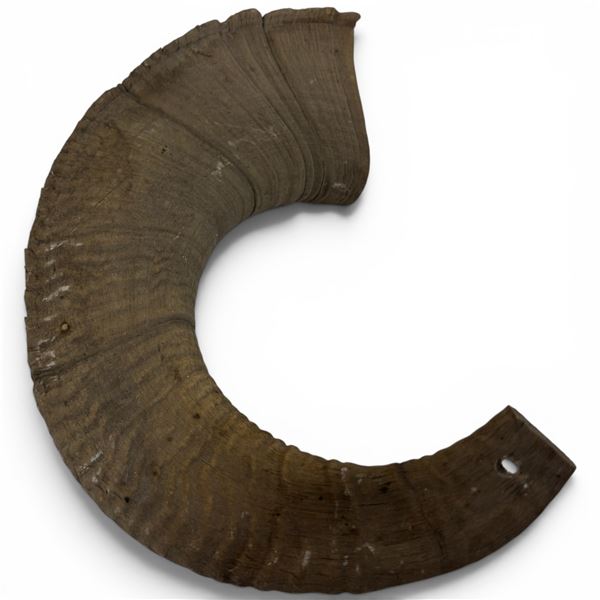 Natural Ram's Horn, Featuring Its Signature Curved Shape and Pronounced Growth Rings 13" Diameter