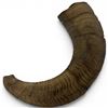 Image 2 : Natural Ram's Horn, Featuring Its Signature Curved Shape and Pronounced Growth Rings 13" Diameter