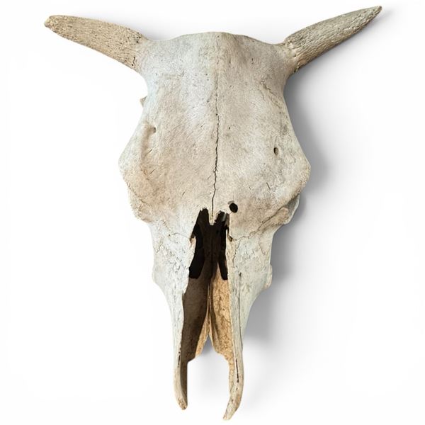 Classic Steer or Cow Skull, Rustic Western Decorative Wall Hanging 15" Length