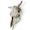 Image 2 : Classic Steer or Cow Skull, Rustic Western Decorative Wall Hanging 15" Length