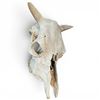 Image 3 : Classic Steer or Cow Skull, Rustic Western Decorative Wall Hanging 15" Length