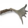 Image 4 : Large Bull Moose 9 Point Antlers Euro Mount Style 23" Spread