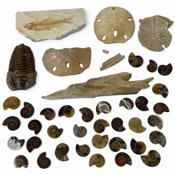 Group of Fossils, Ammonite Fossil Shells and Sand Dollars