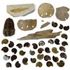 Image 1 : Group of Fossils, Ammonite Fossil Shells and Sand Dollars