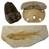 Image 2 : Group of Fossils, Ammonite Fossil Shells and Sand Dollars