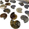 Image 3 : Group of Fossils, Ammonite Fossil Shells and Sand Dollars