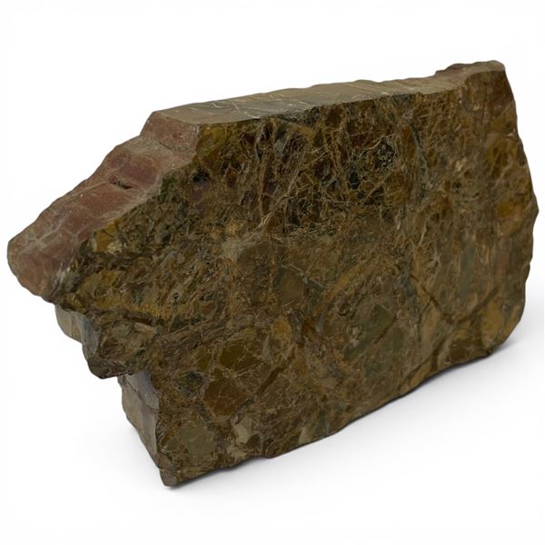 Large Ammolite Fossil - 2" x 8" x 4" tall