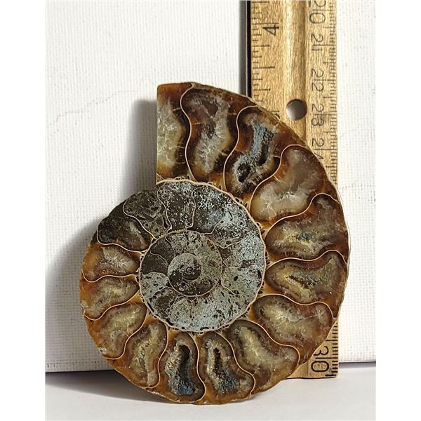 16) NATURAL 97.5 GRAM AMMONITE
