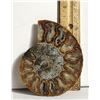 Image 1 : 16) NATURAL 97.5 GRAM AMMONITE