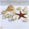 Image 1 : SEASHELLS CONCH STARFISH
