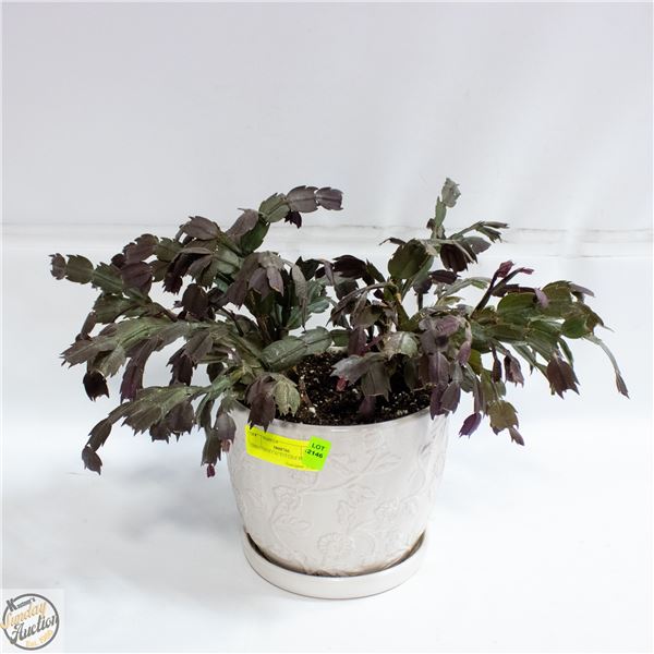 CHRISTMAS CACTUS LIVE PLANT