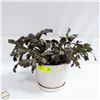 Image 1 : CHRISTMAS CACTUS LIVE PLANT