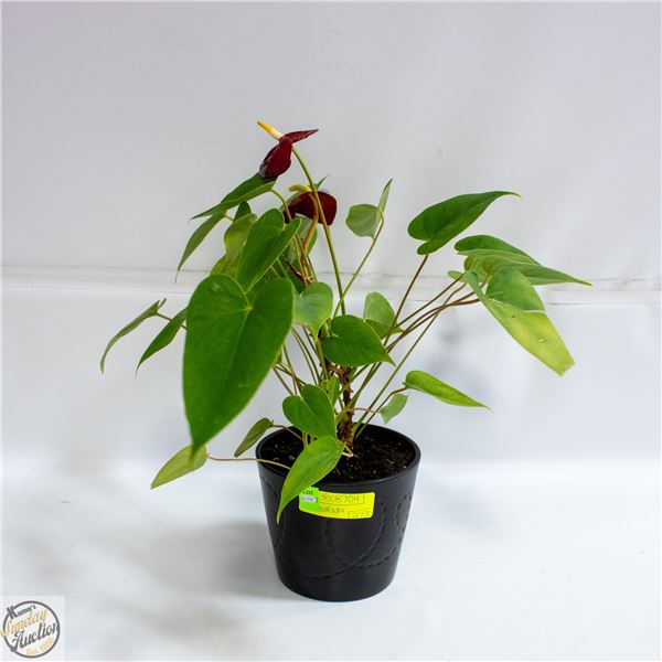 ANTHURIUM (FLAMINGO FLOWER) LIVE PLANT