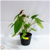 Image 1 : ANTHURIUM (FLAMINGO FLOWER) LIVE PLANT