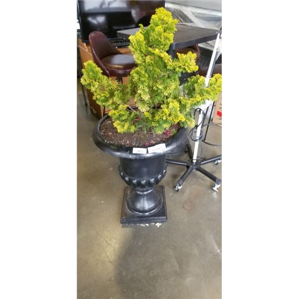 POTTED CEDAR TREE