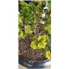 Image 3 : POTTED CEDAR TREE