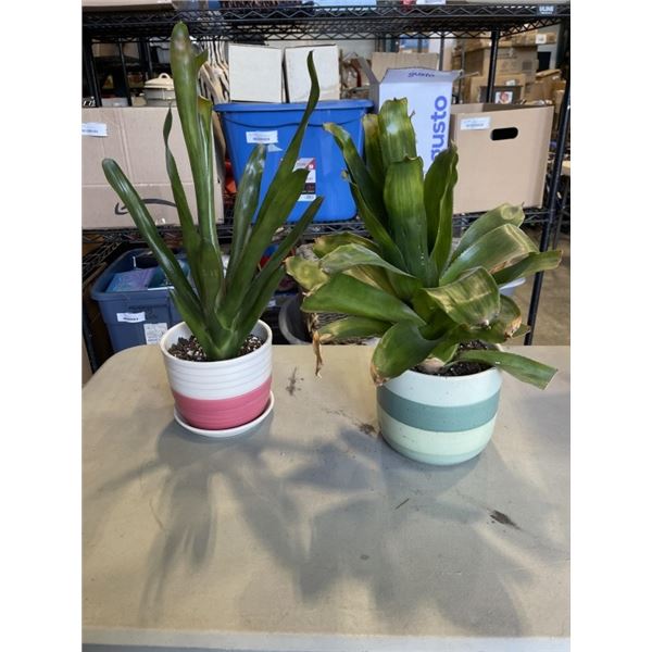 2 LIVE SUCCULENT PLANTS