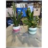 Image 1 : 2 LIVE SUCCULENT PLANTS