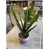 Image 2 : 2 LIVE SUCCULENT PLANTS