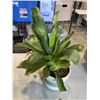 Image 3 : 2 LIVE SUCCULENT PLANTS