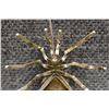 Image 8 : NAVAJO PIN (SPENCER)