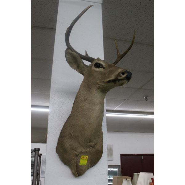 Deer Mount Taxidermy