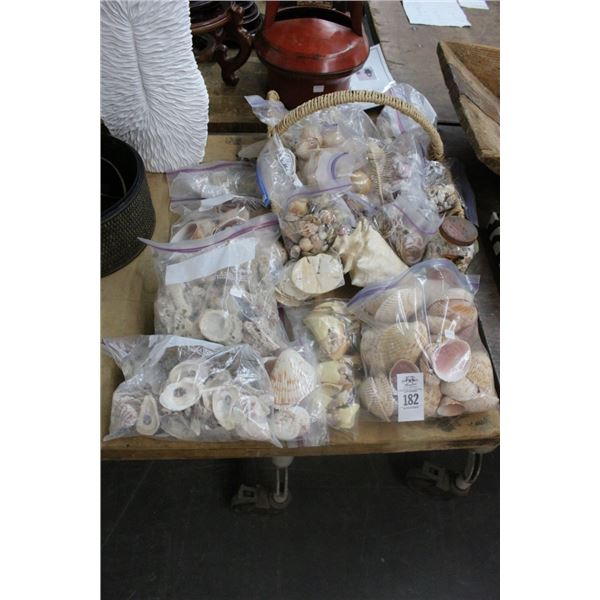 Large Lot Sea Shells