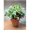 Image 5 : Bronze-Tone Metal Lamp with Fabric Shade and Potted Artificial Plant