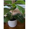 Image 3 : Faux Plants