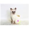 Image 1 : SIAMESE CAT PLANTER 8" HEIGHT
