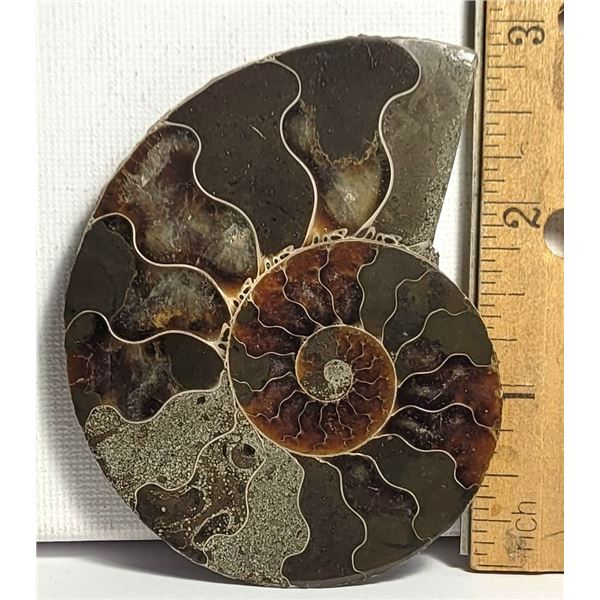 13) NATURAL 59.1 GRAM AMMONITE