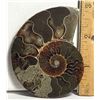 Image 1 : 13) NATURAL 59.1 GRAM AMMONITE
