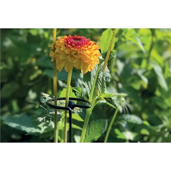 9 Peacock Garden Plant Supports, 100cm tall