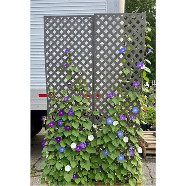 Grey Plastic Lattice Fence Panel 2x - 3'x8'